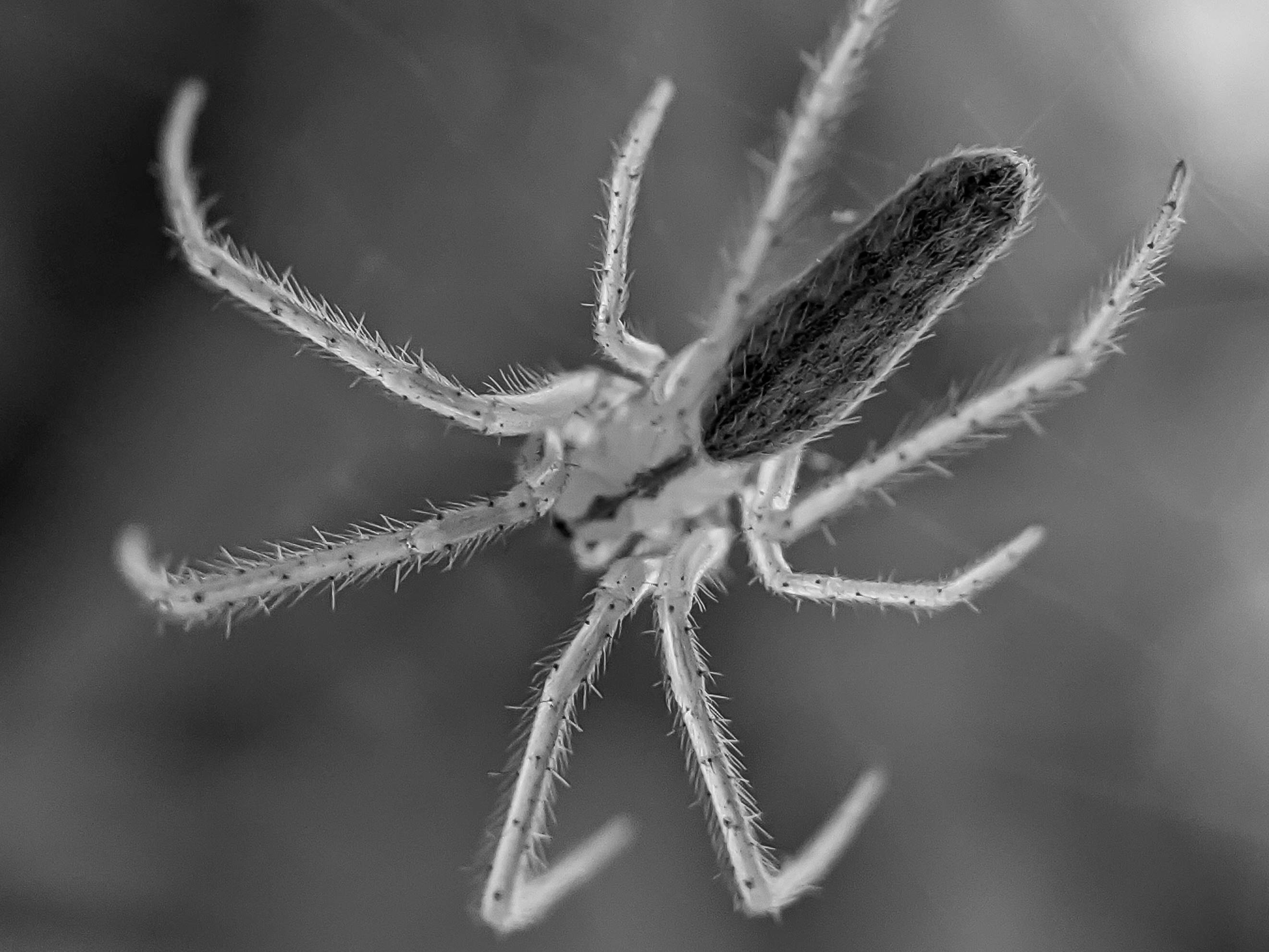 spider (2).jpg