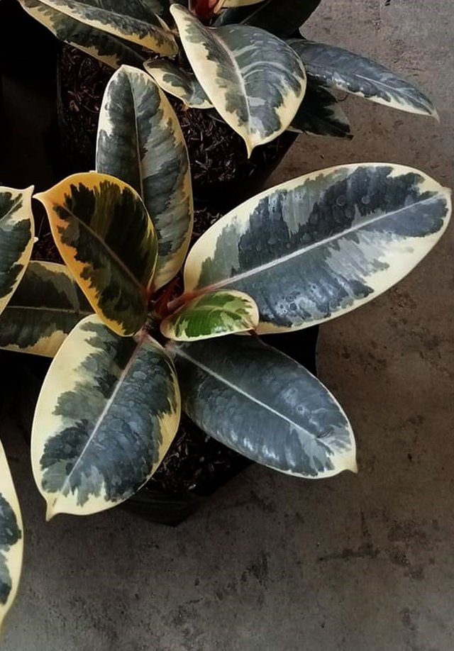 Rubber plant 1.jpg
