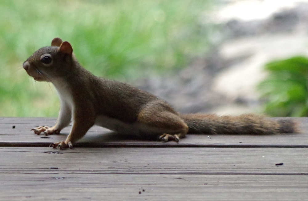 red-squirrel.jpg