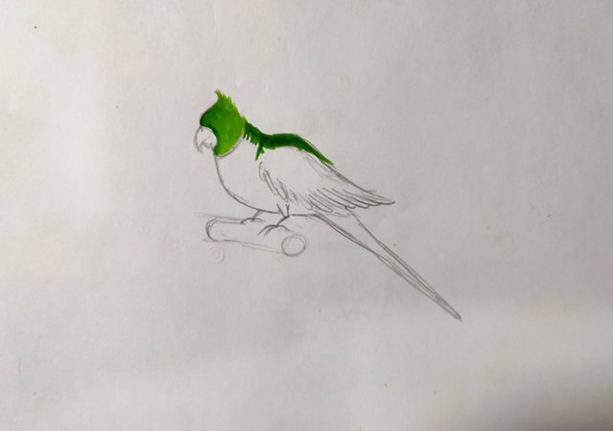 Vector Hand Drawn Doodle Sketch Colored Indian Ringneck Parrot Stock  Illustration - Download Image Now - iStock