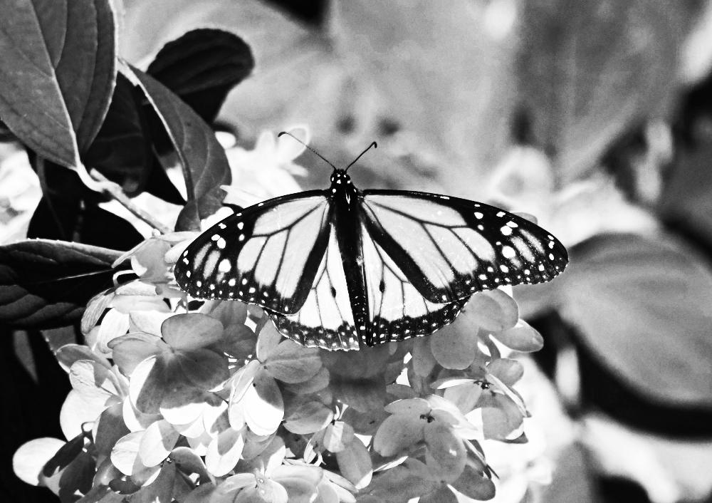 amazing-nature-butterflies-monarch-.jpg