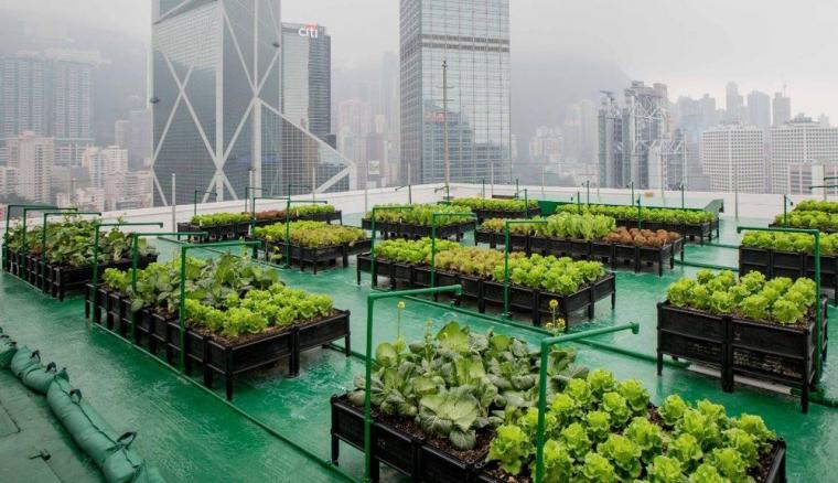 future-with-urban-farming-5d75d472097f367f054c0082.jpg