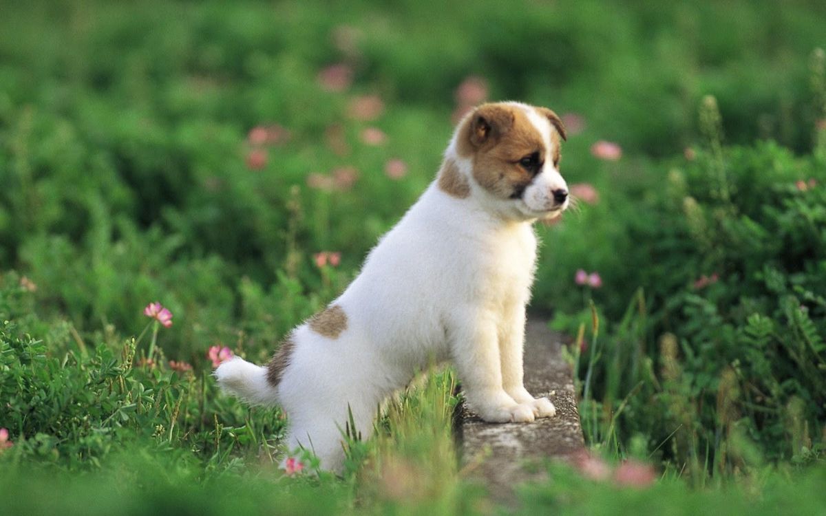 39Pretty-Dog-wallpaper-puppies.jpg