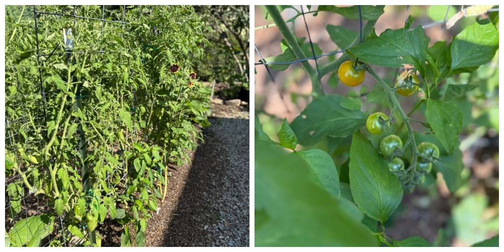 hivegarden-tomatoes (1).jpg