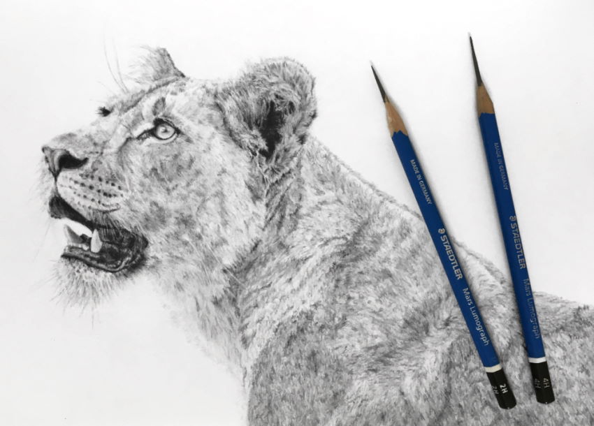 lioness-drawing.jpg