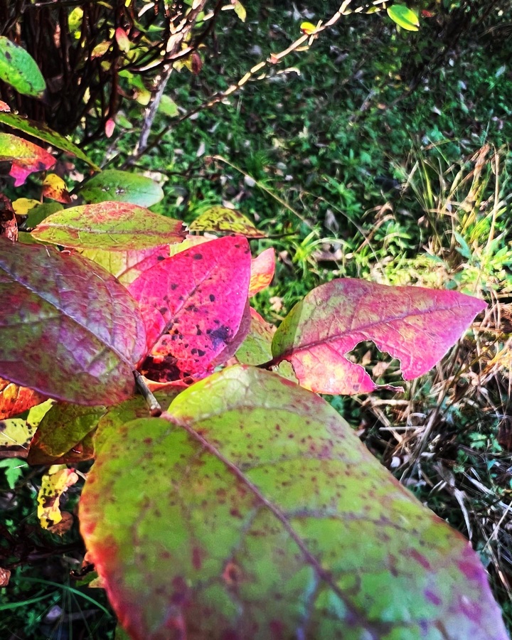 IMG_3668.jpeg