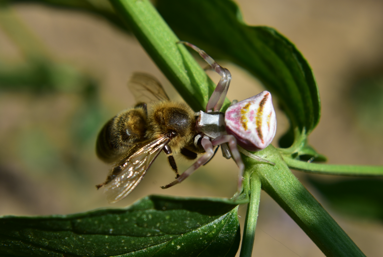 crab spider.png