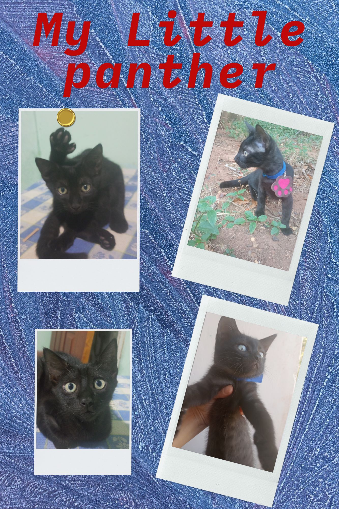 My little panther (1).jpg