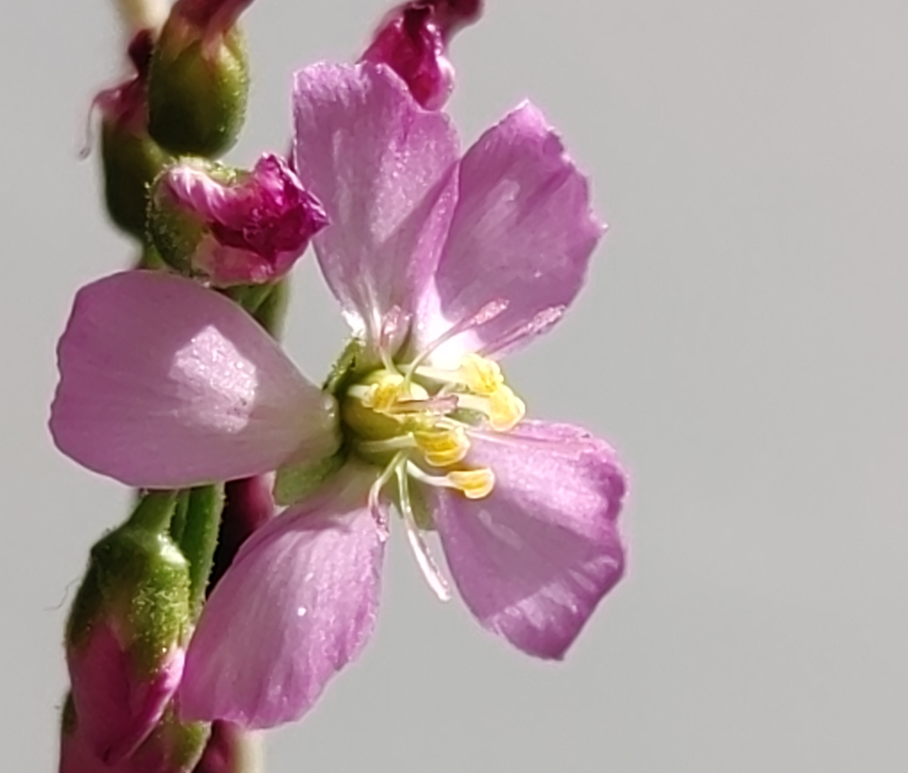 close-flower-drosera.jpg