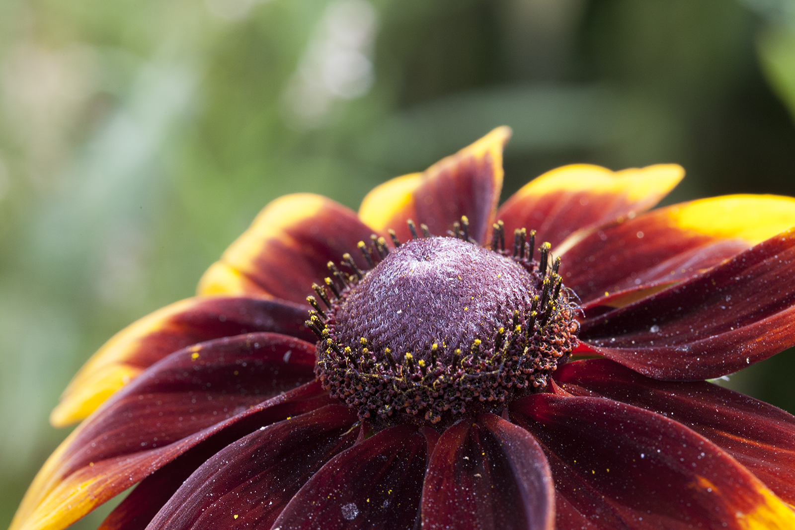 MacroFlower.png
