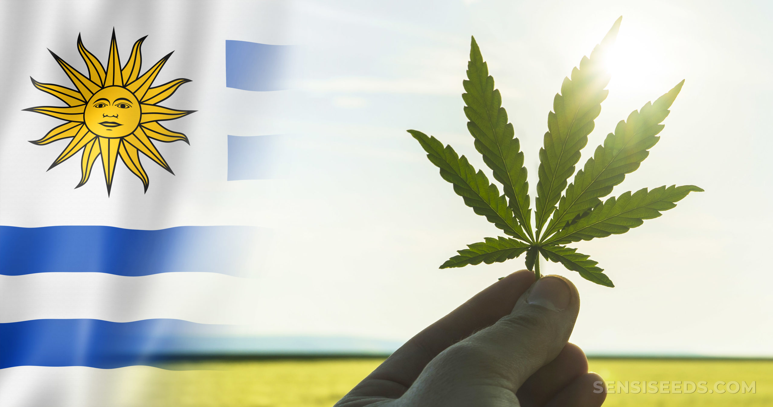 Cannabis-in-Uruguay-scaled.jpg