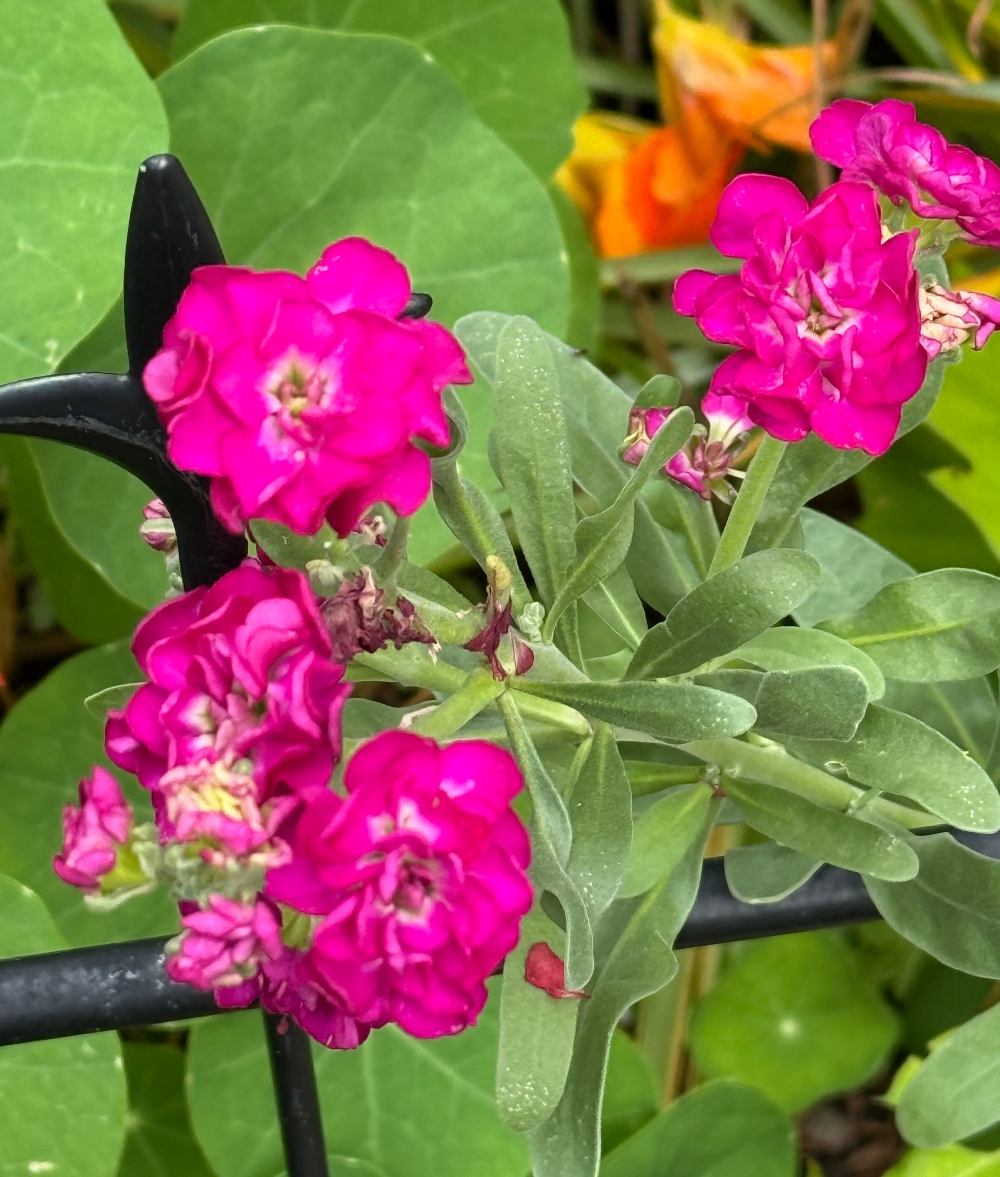 hivegarden-stocks.jpg