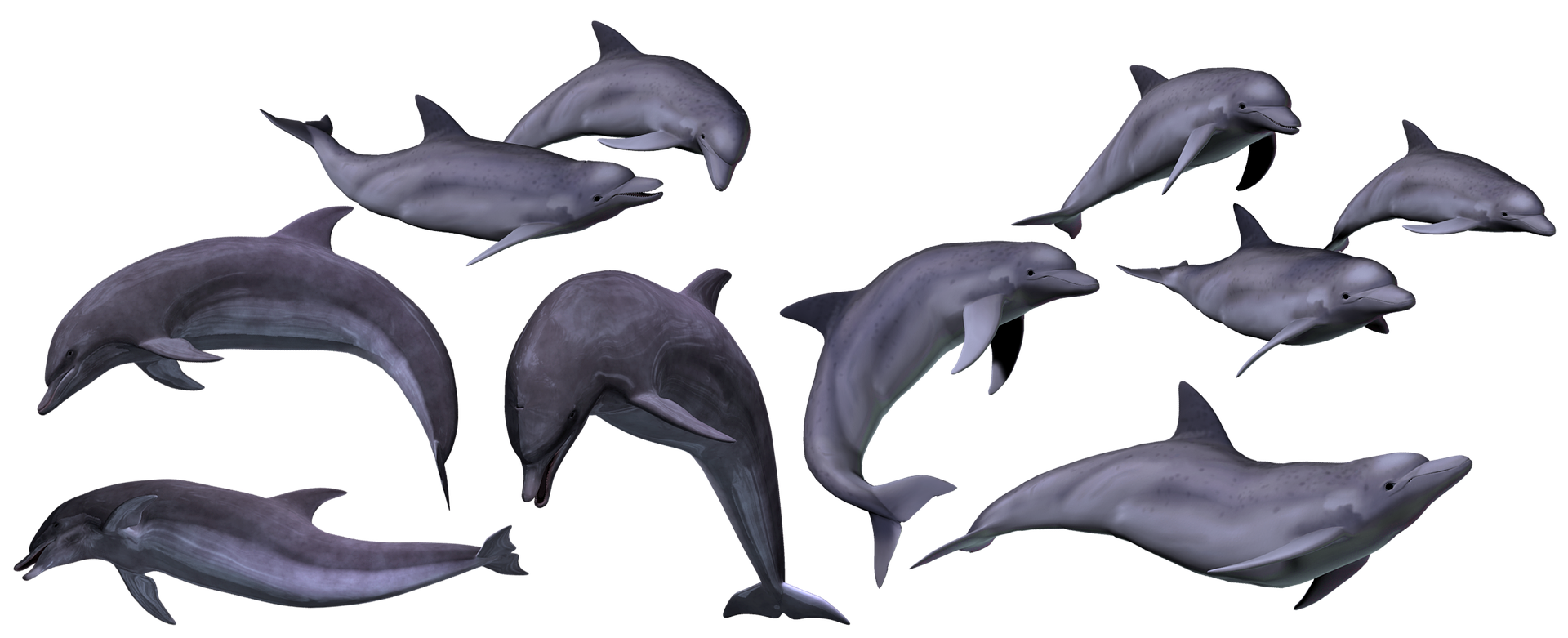 dolphins-3377838_1920.png