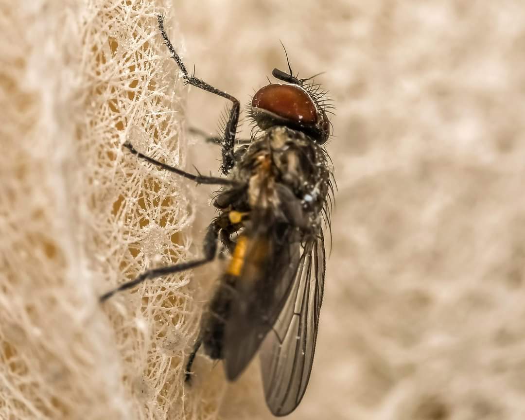 house fly insects (4).jpg