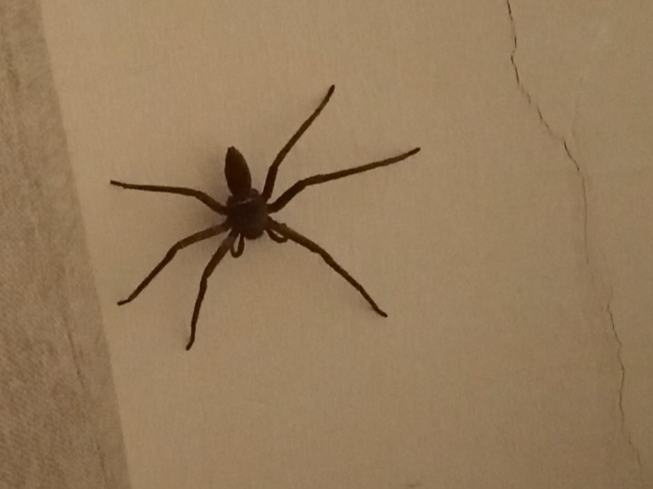 spider1.JPG