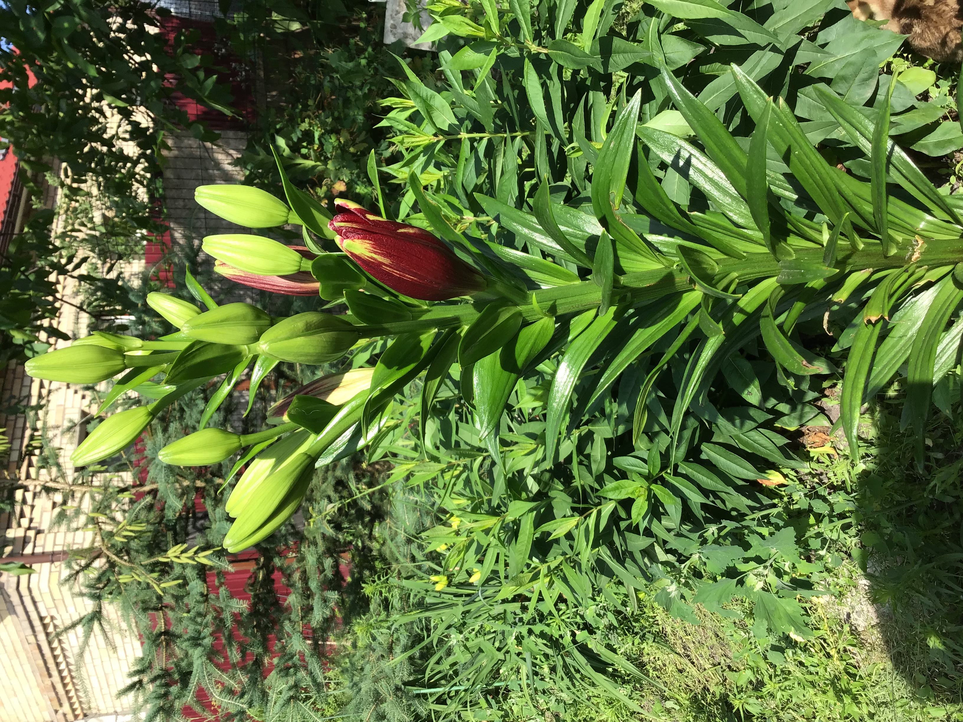 IMG_7860.jpeg
