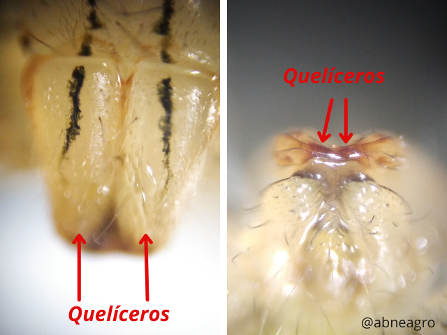 Hemiptera(5).png