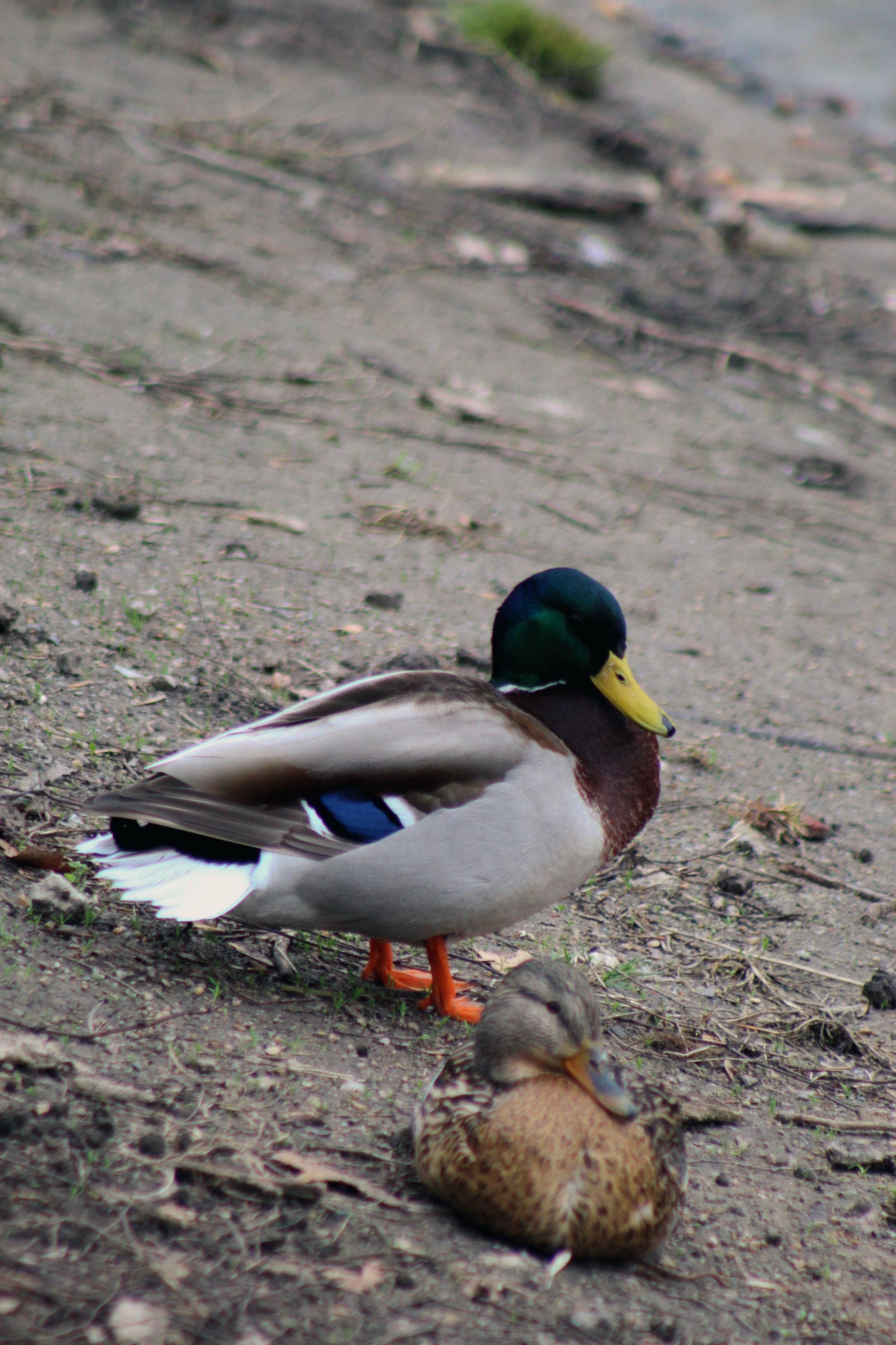 IMG_1863.jpeg