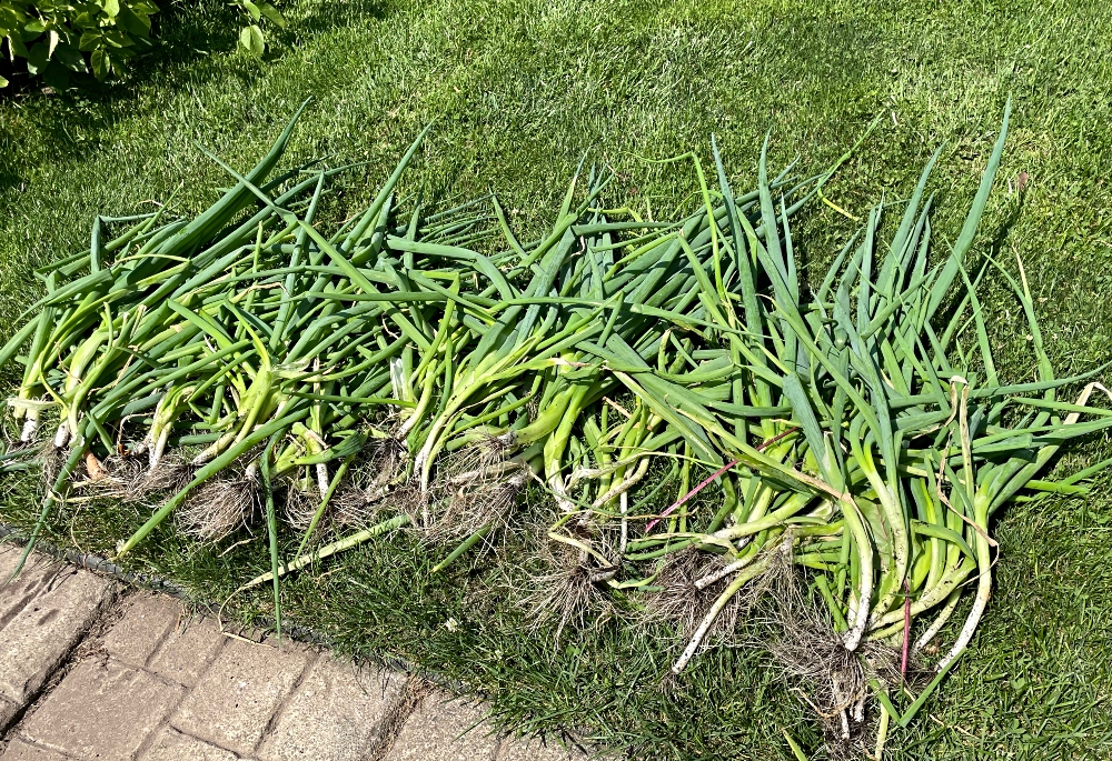 https://images.hive.blog/DQmVJaiZwHDfc53G9z6nsRoFDBJFuW2ZSYLXSMNNiDwh2jA/hive-garden-harvest-green-onion.jpg