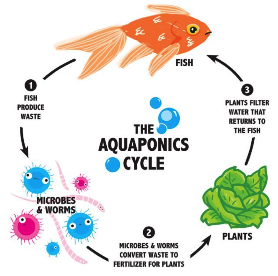 aquaponics.png