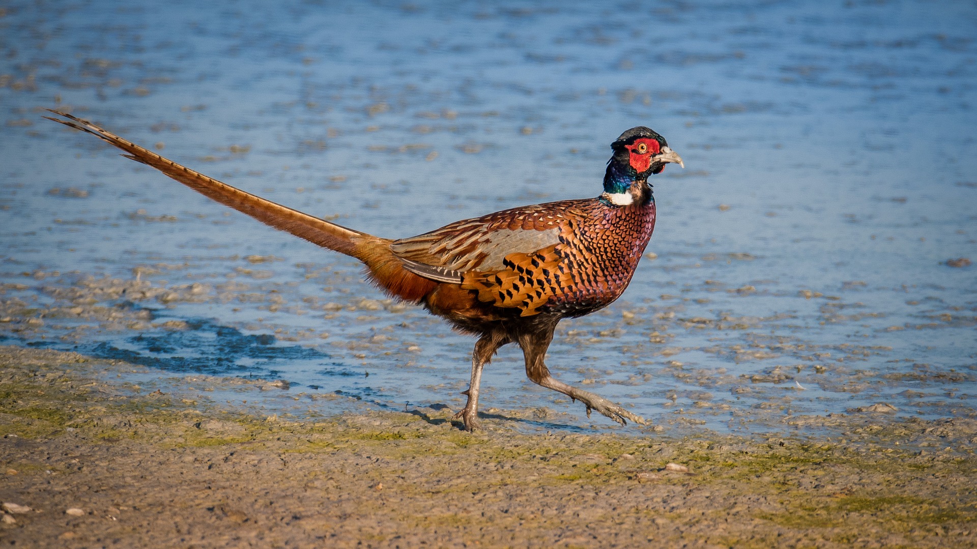 pheasant-g69204dfd6_1920.jpg