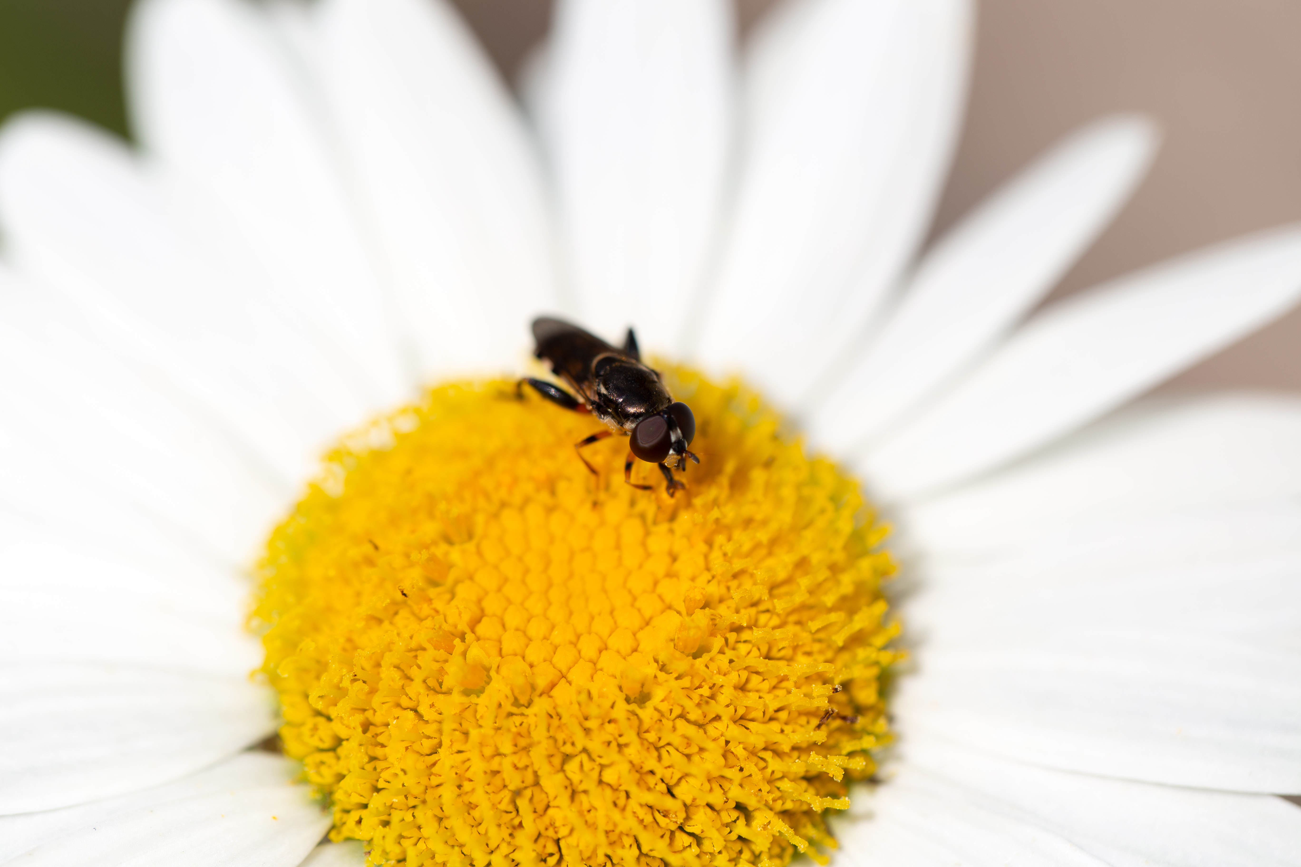  "small-photo-bee.jpg"