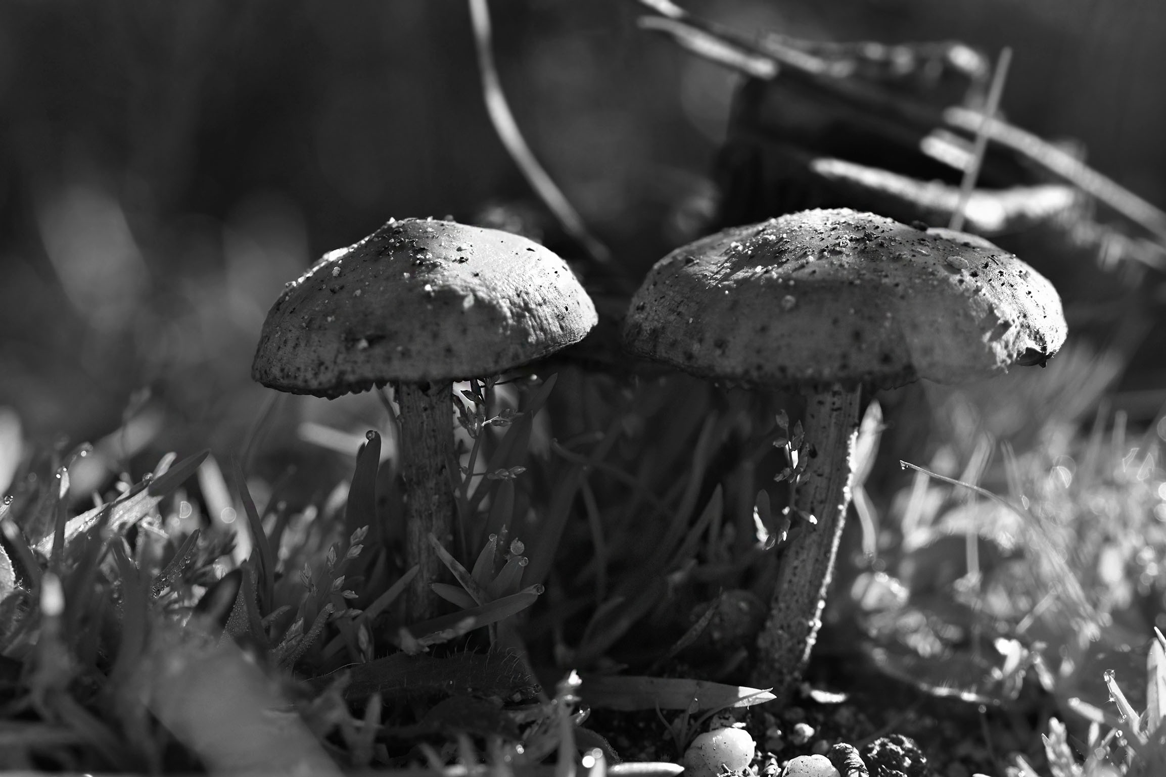 mushrooms bokeh 3.jpg