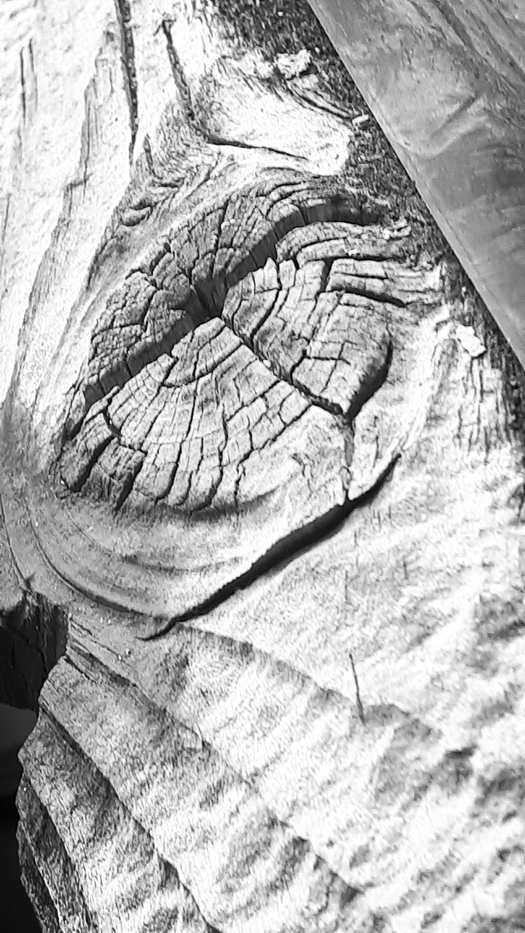 20250428_113627_bw.jpg