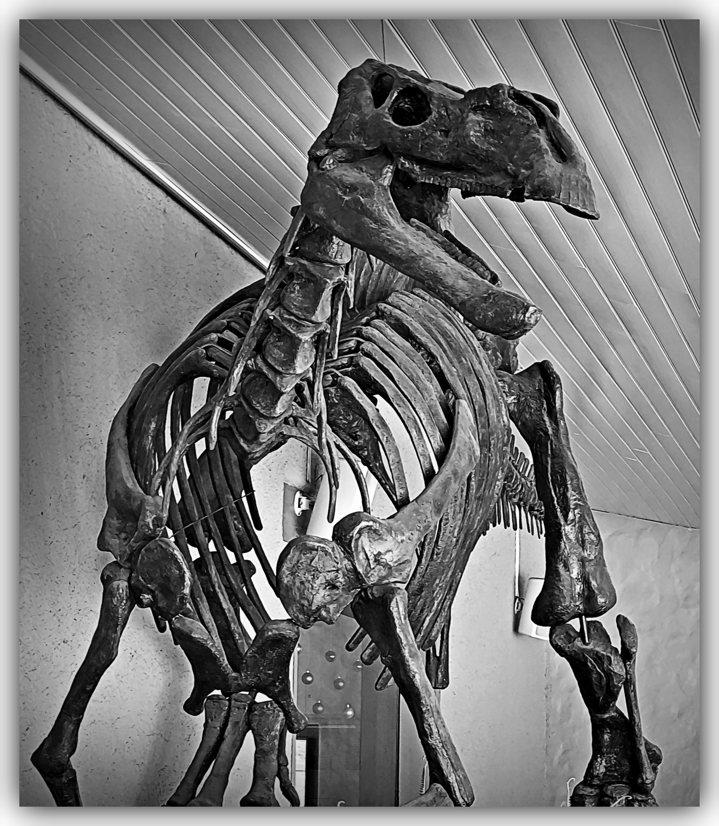 F Dino Museum bnw.jpg