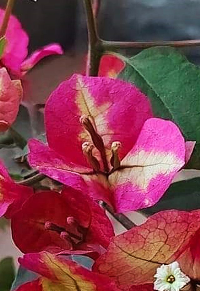 Bougainvillea glabra flower 4.jpg