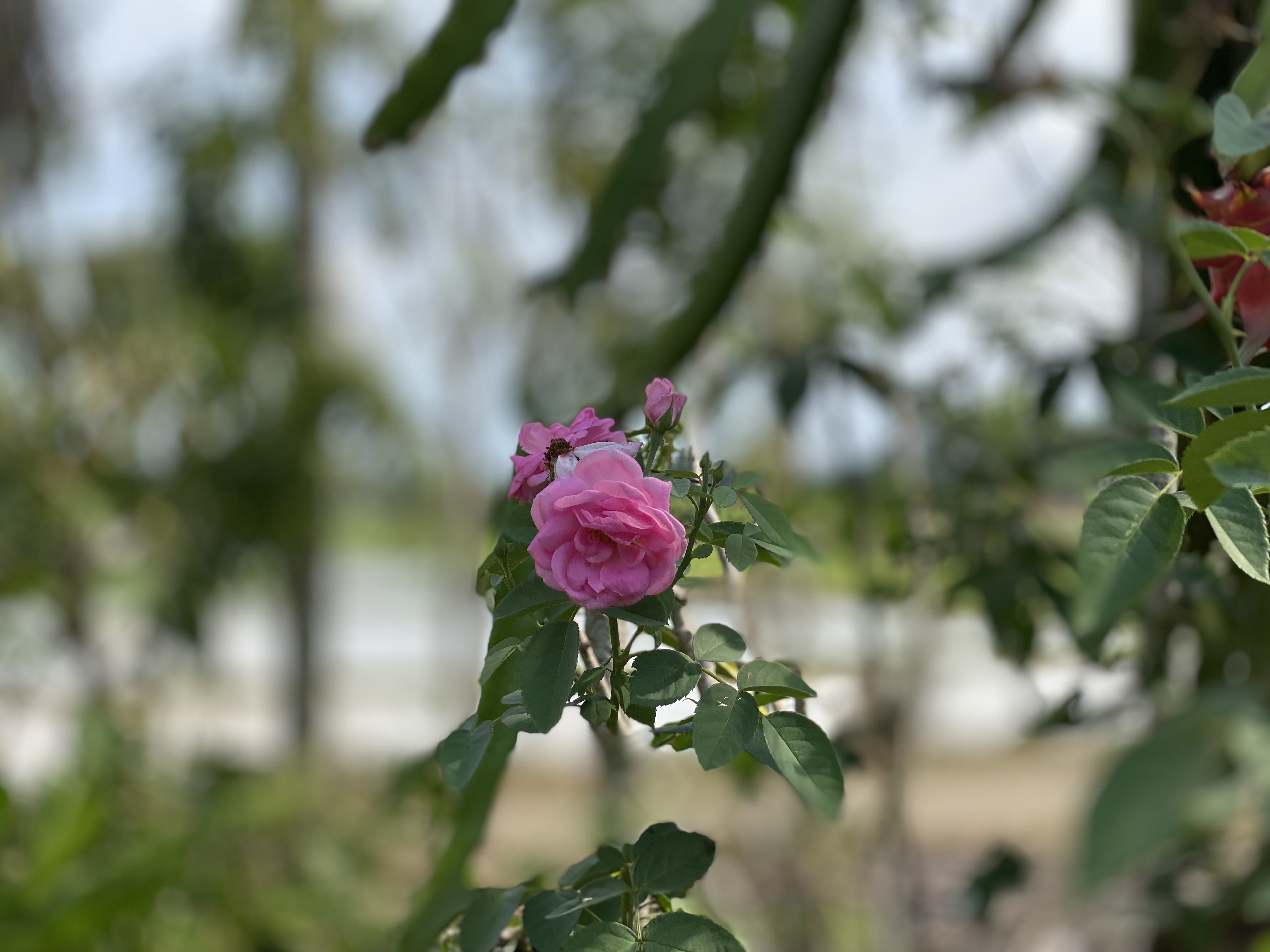 IMG_3566.jpeg