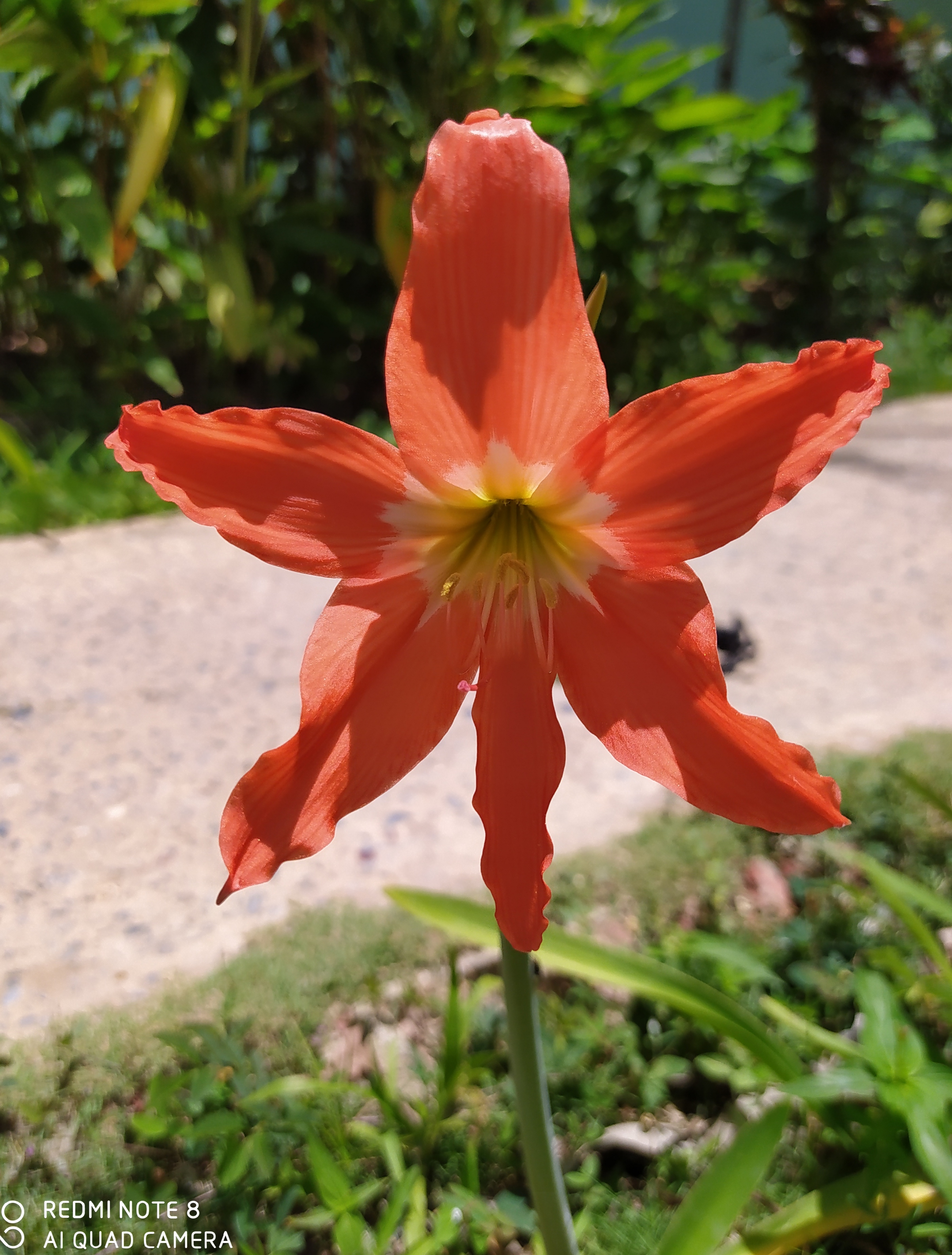 Hermosa Flor de Lirio Anaranjado o Azucena en el Jardín / Beautiful Orange  Lily Flower or Lily in the Garden — Hive