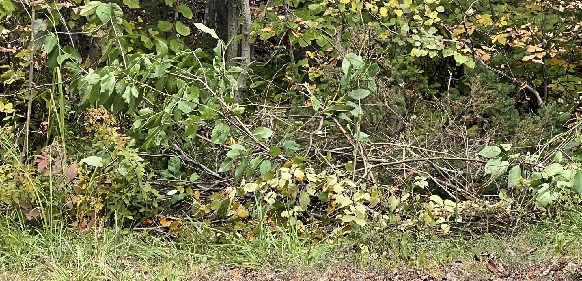 IMG_4006.jpeg