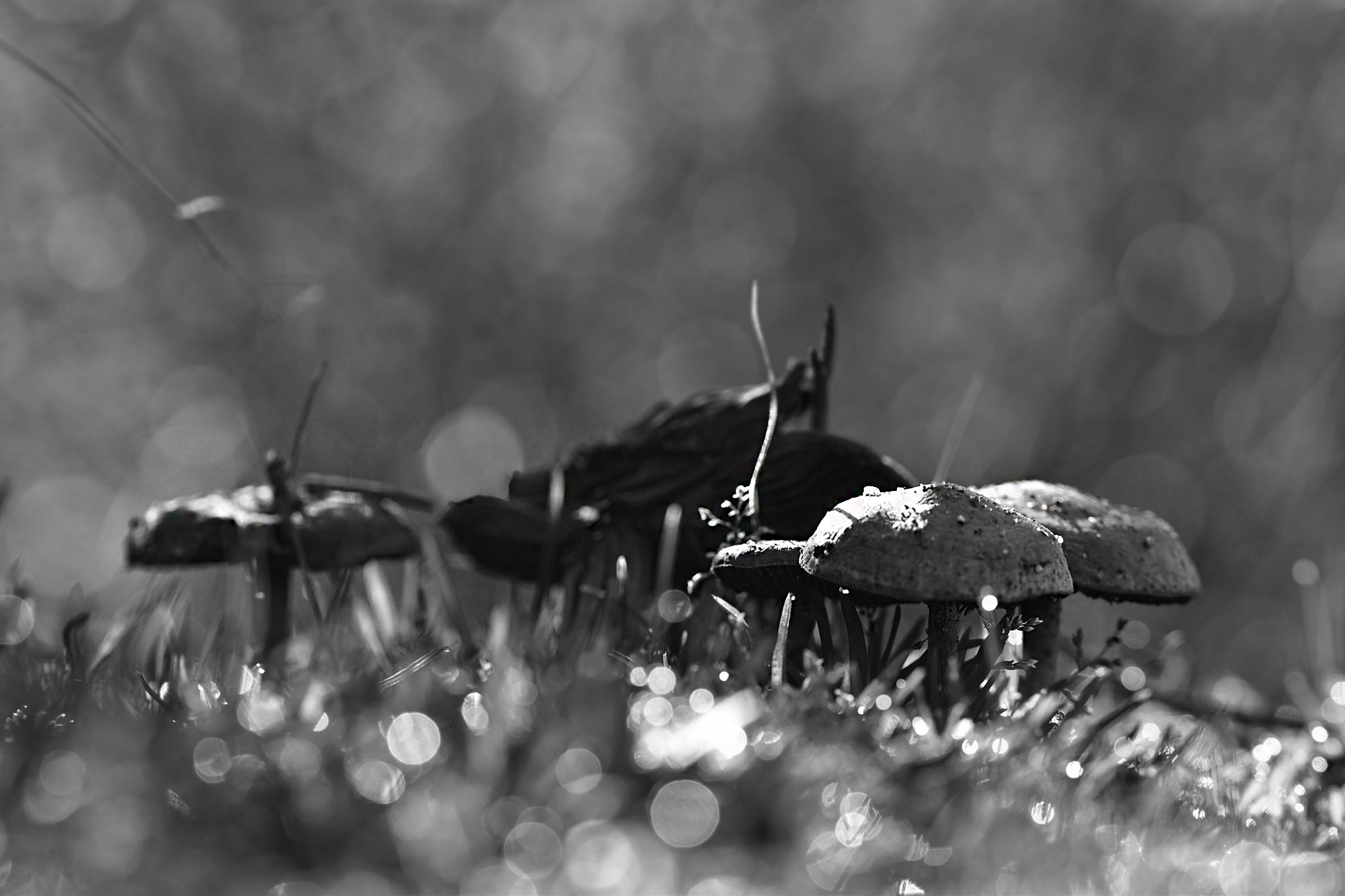 mushrooms bokeh bw.jpg