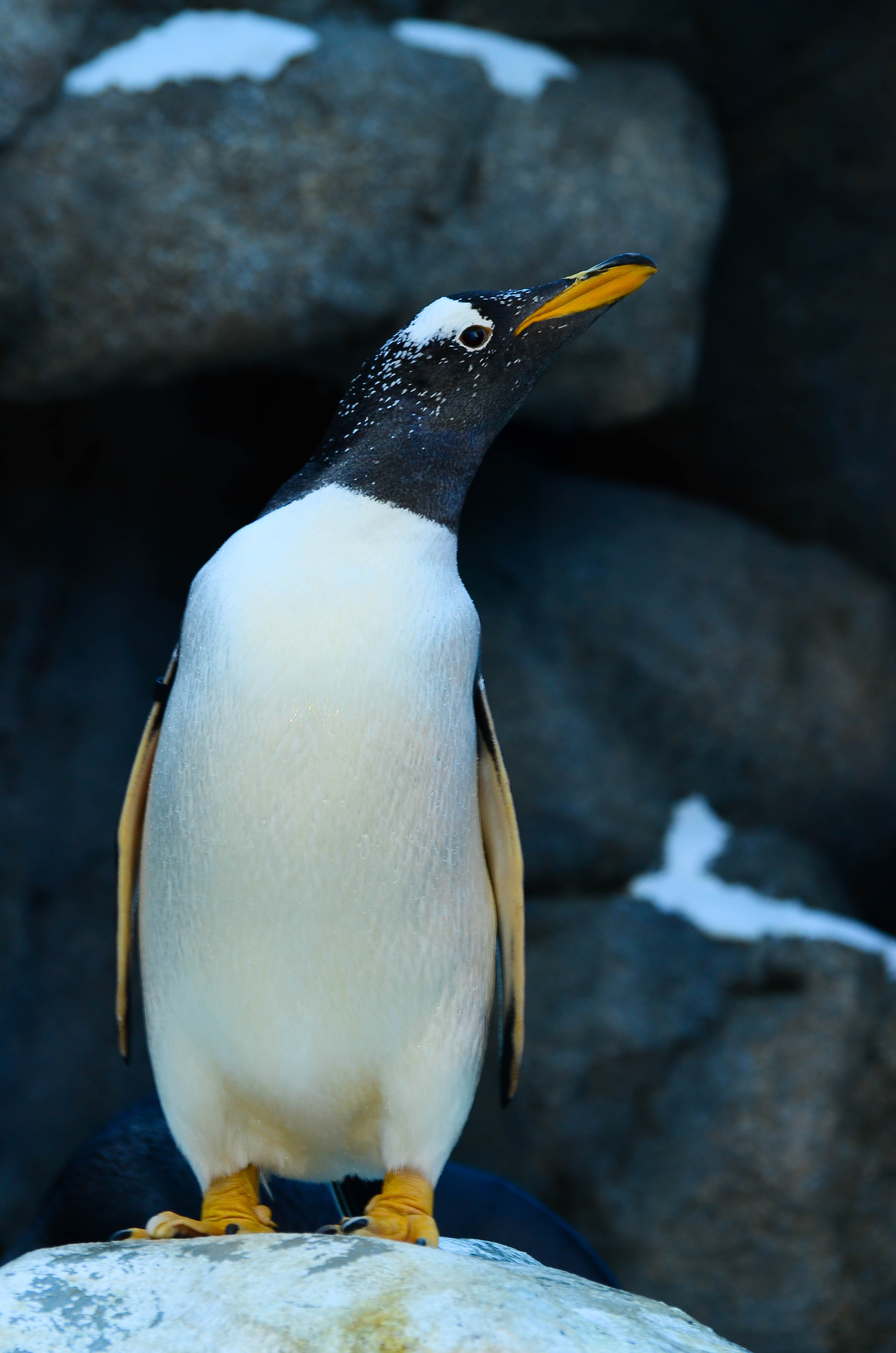 Calgary Zoo May 28 2012-3807.JPG