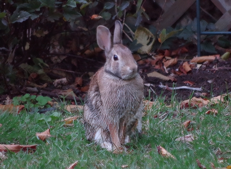 fall-leaves-rabbit-1.jpg