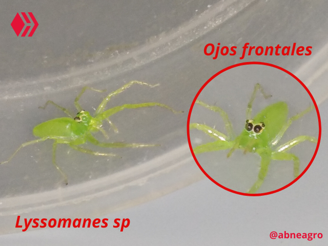 Automeris cf. jucunda (4).png