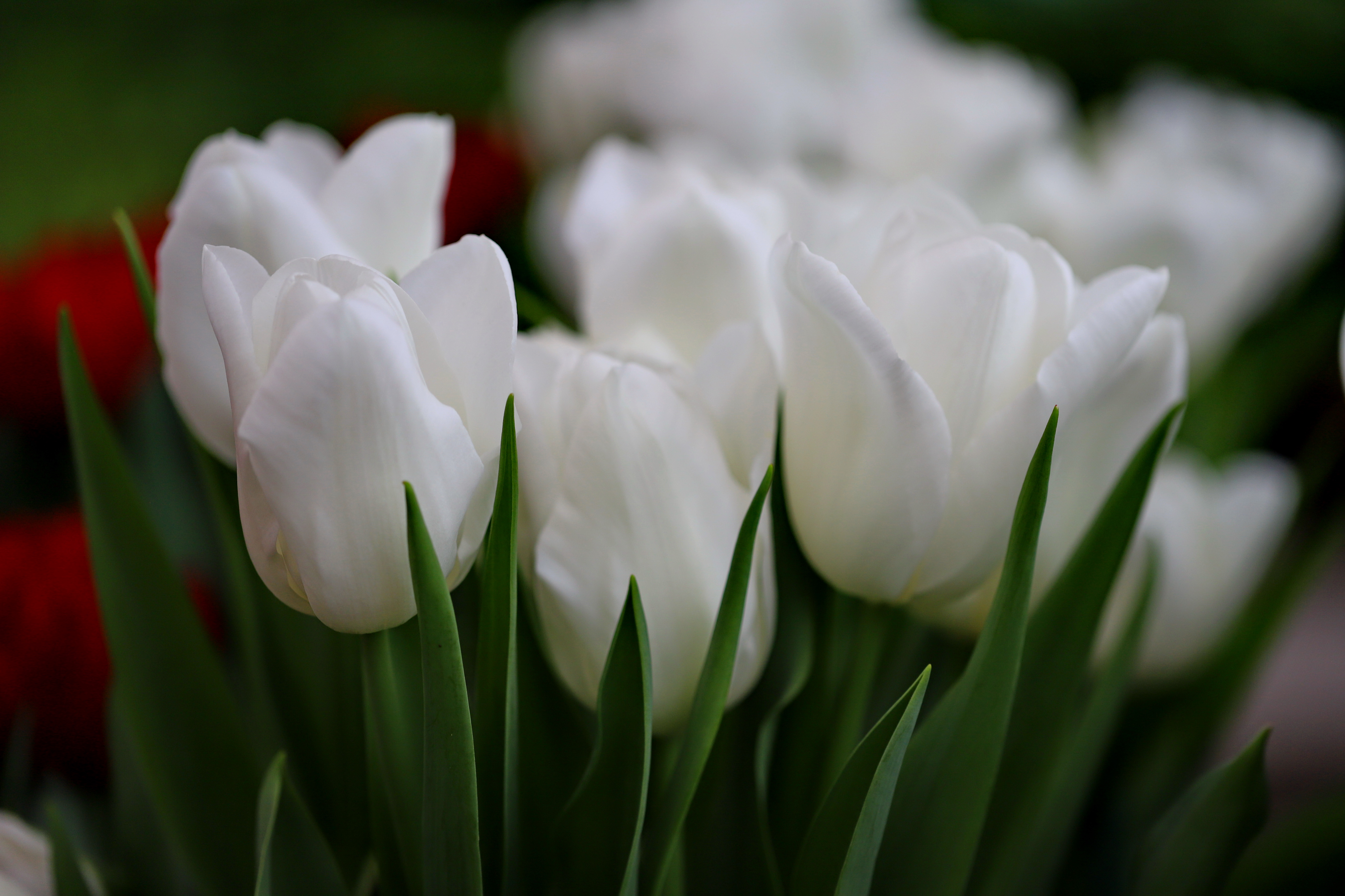 tulips white.JPG