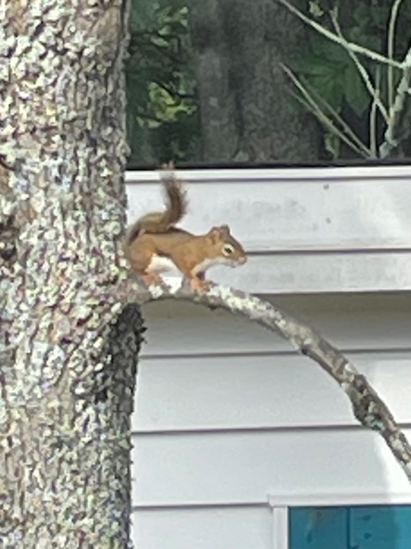 IMG_3447.jpeg