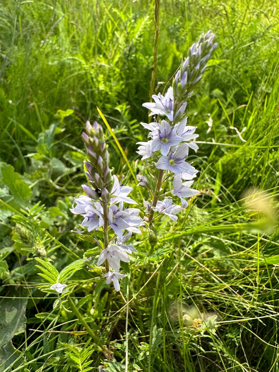 IMG_1160.jpeg