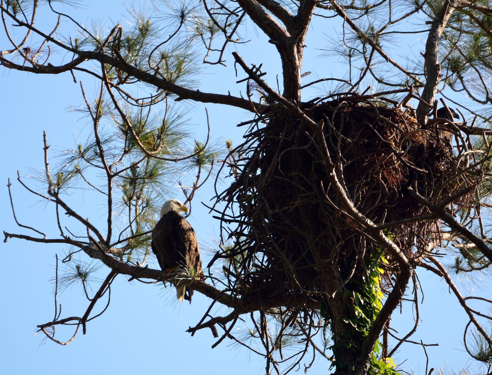 nest-3338371_1920.jpg