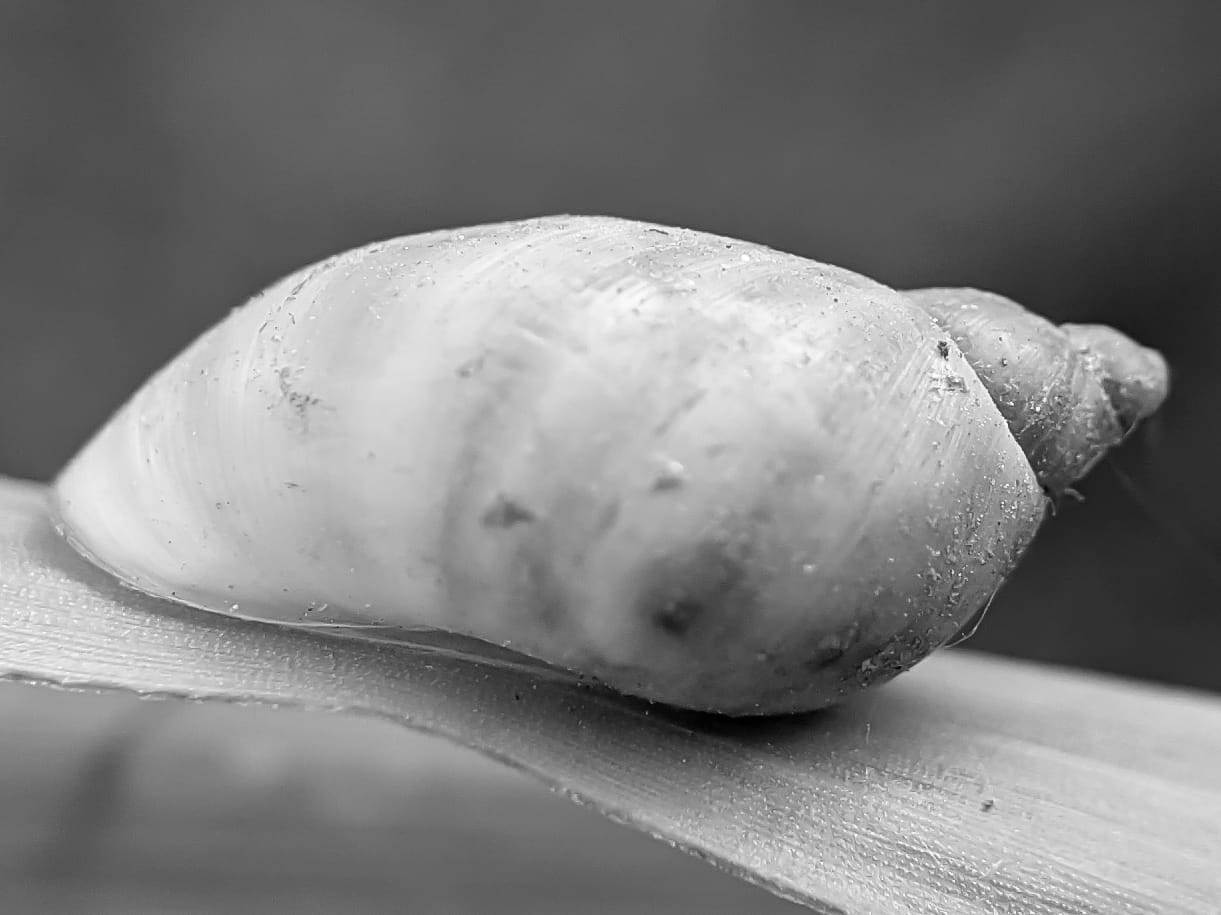 B&W snail (15).jpeg