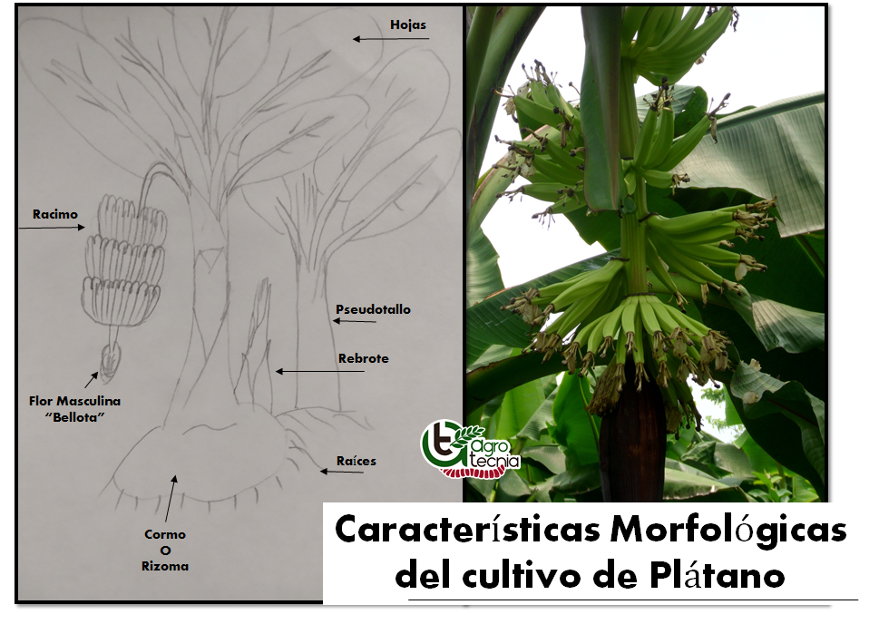 El cultivo de Plátano / Capítulo I. Morfología de la planta. — Hive