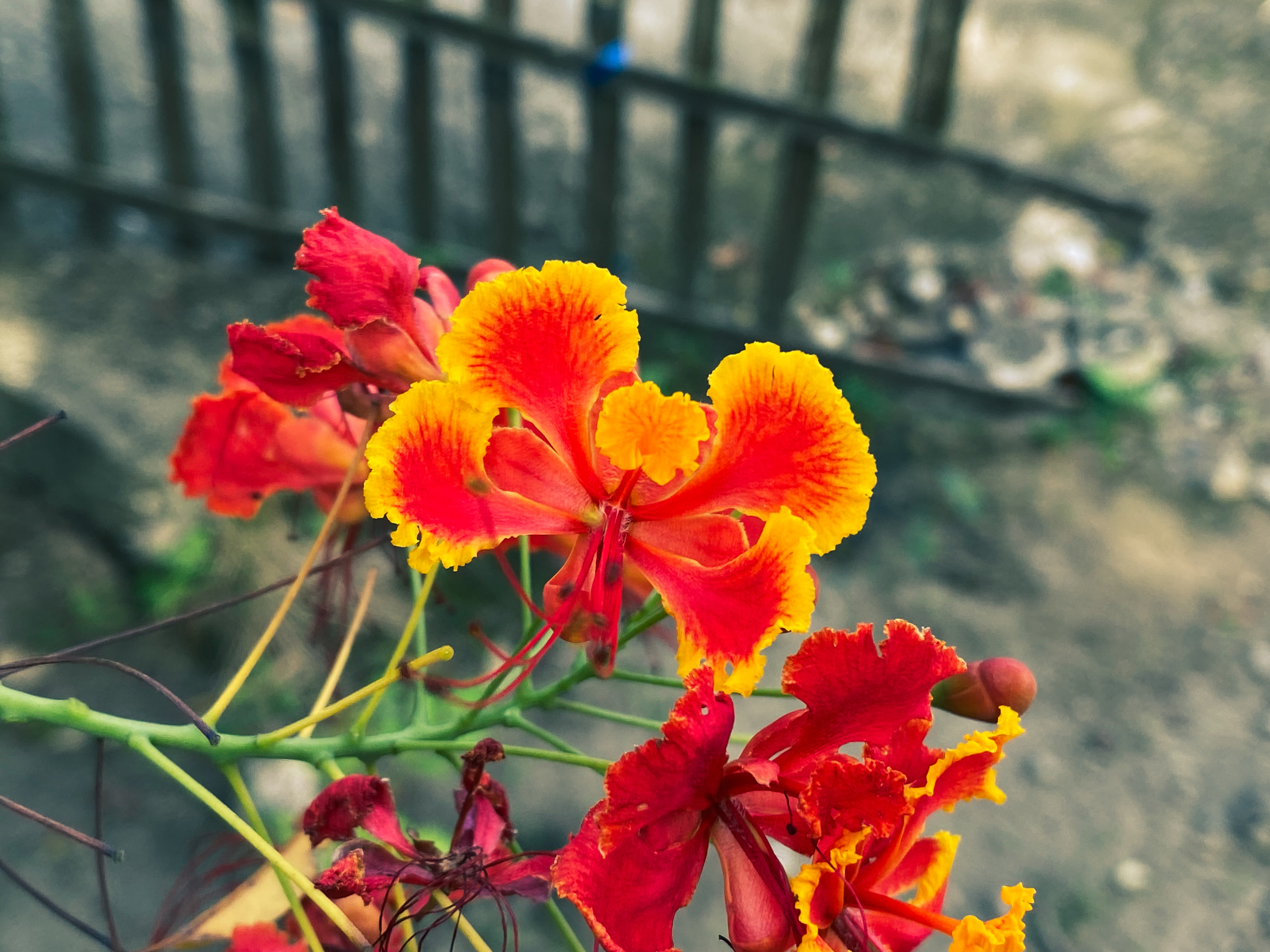 IMG_9459.jpeg