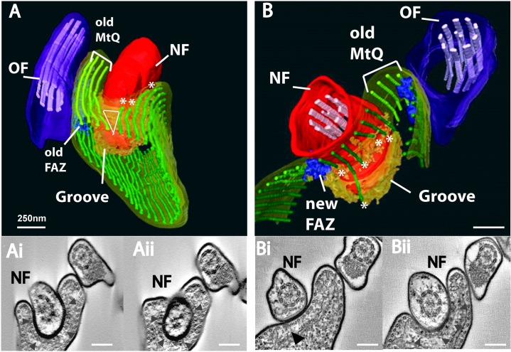 The-subpellicular-microtubule-cytoskeleton-is-remodeled-during-new-flagellum-growth.png