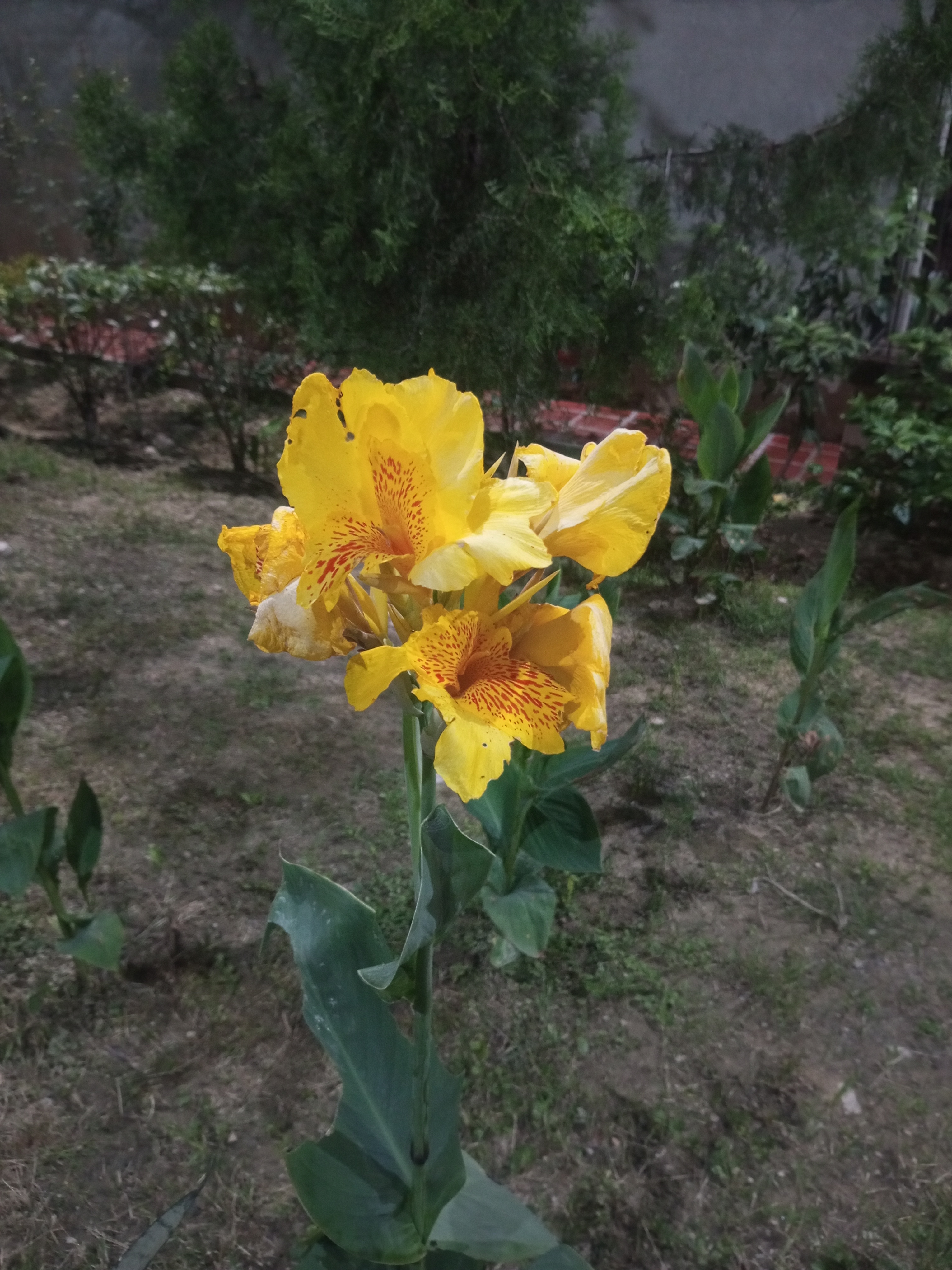 IMG_20250705_191210_079.jpg