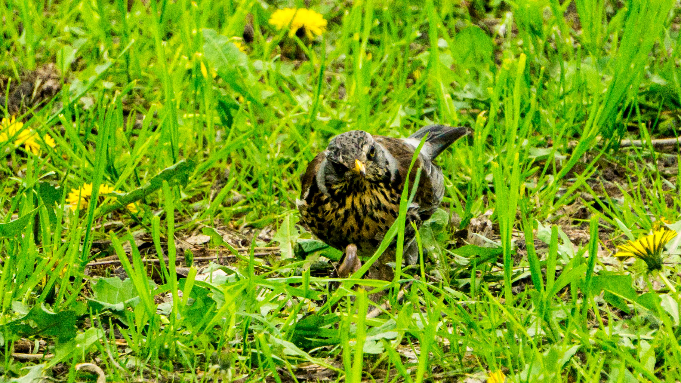 DSC09983-4.jpg
