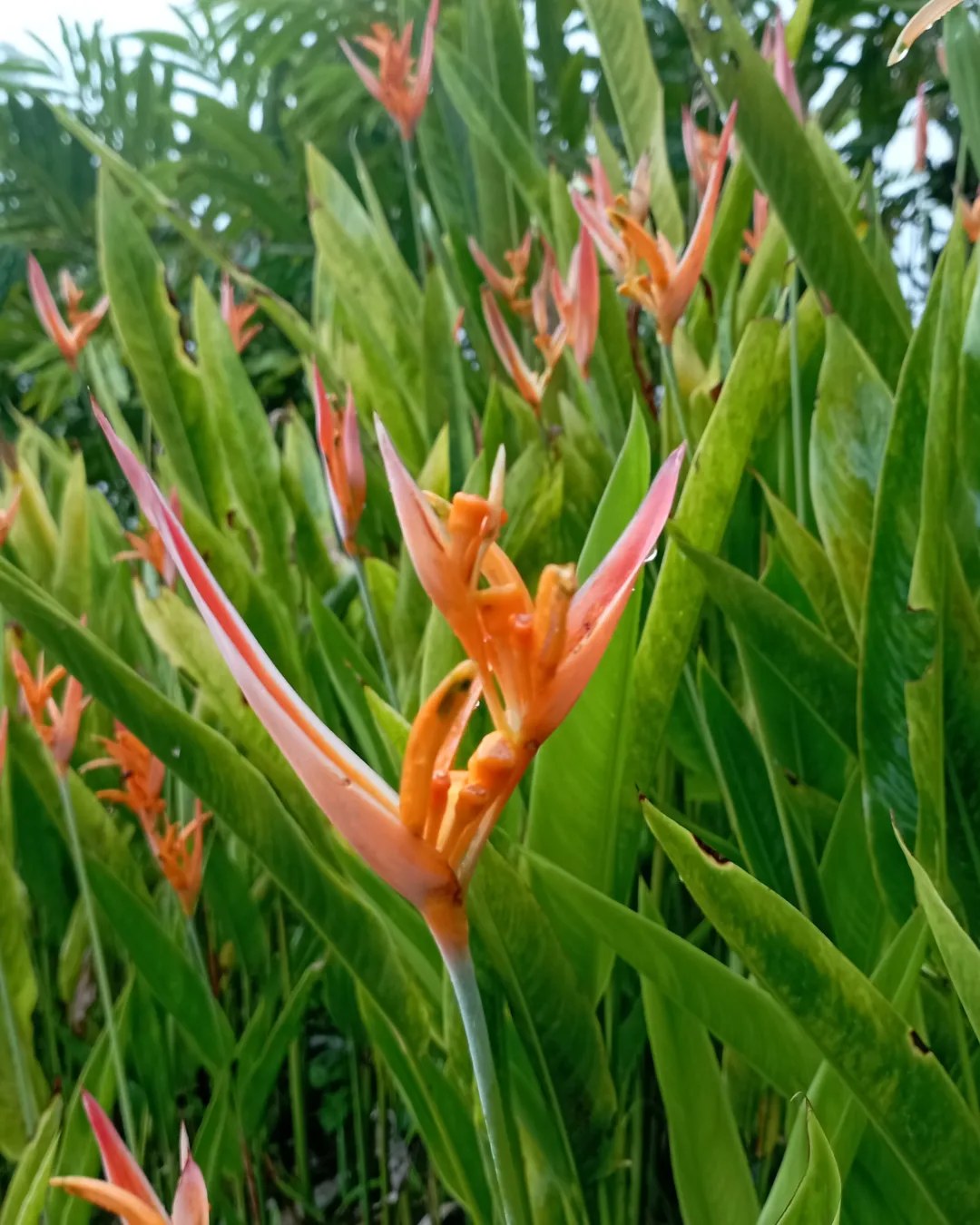 finca la pantalla, en cocorote 4.jpg