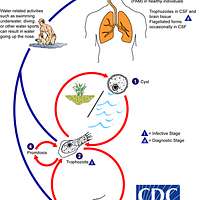 nfowleri-lifecycle-3edeef-200.jpg