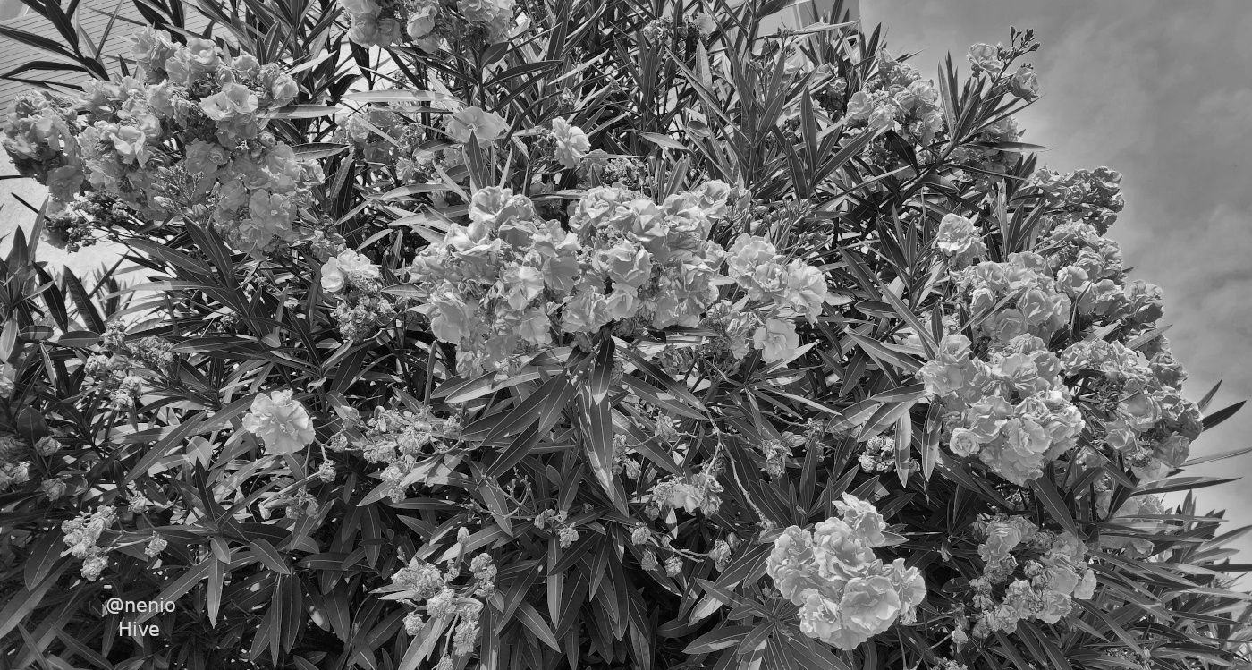 nerium-003-bw.jpg